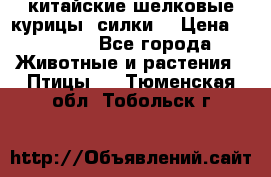 китайские шелковые курицы (силки) › Цена ­ 2 500 - Все города Животные и растения » Птицы   . Тюменская обл.,Тобольск г.